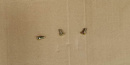 Болт шест 5х10 SYM Allo 50; Jet 4 50; Symphony 50; XS 125